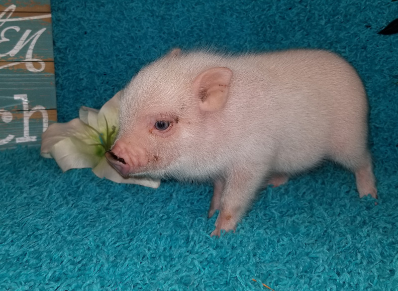 Mini & Micro Juliana Baby Pigs For Sale Mini Pocket Pigs