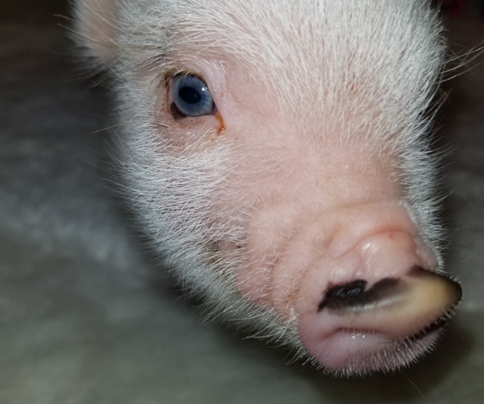 Mini & Micro Juliana Baby Pigs For Sale Mini Pocket Pigs