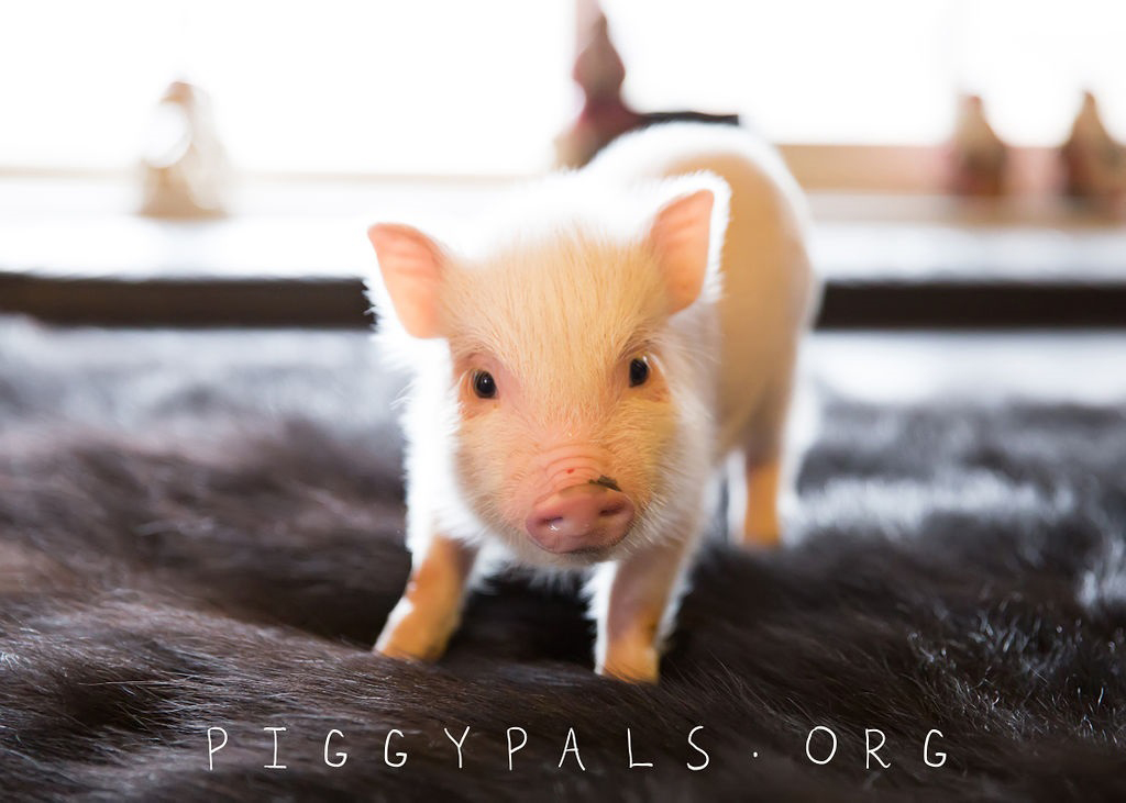 Are Mini Pigs Good Indoor Pets at Ricardo Garcia blog