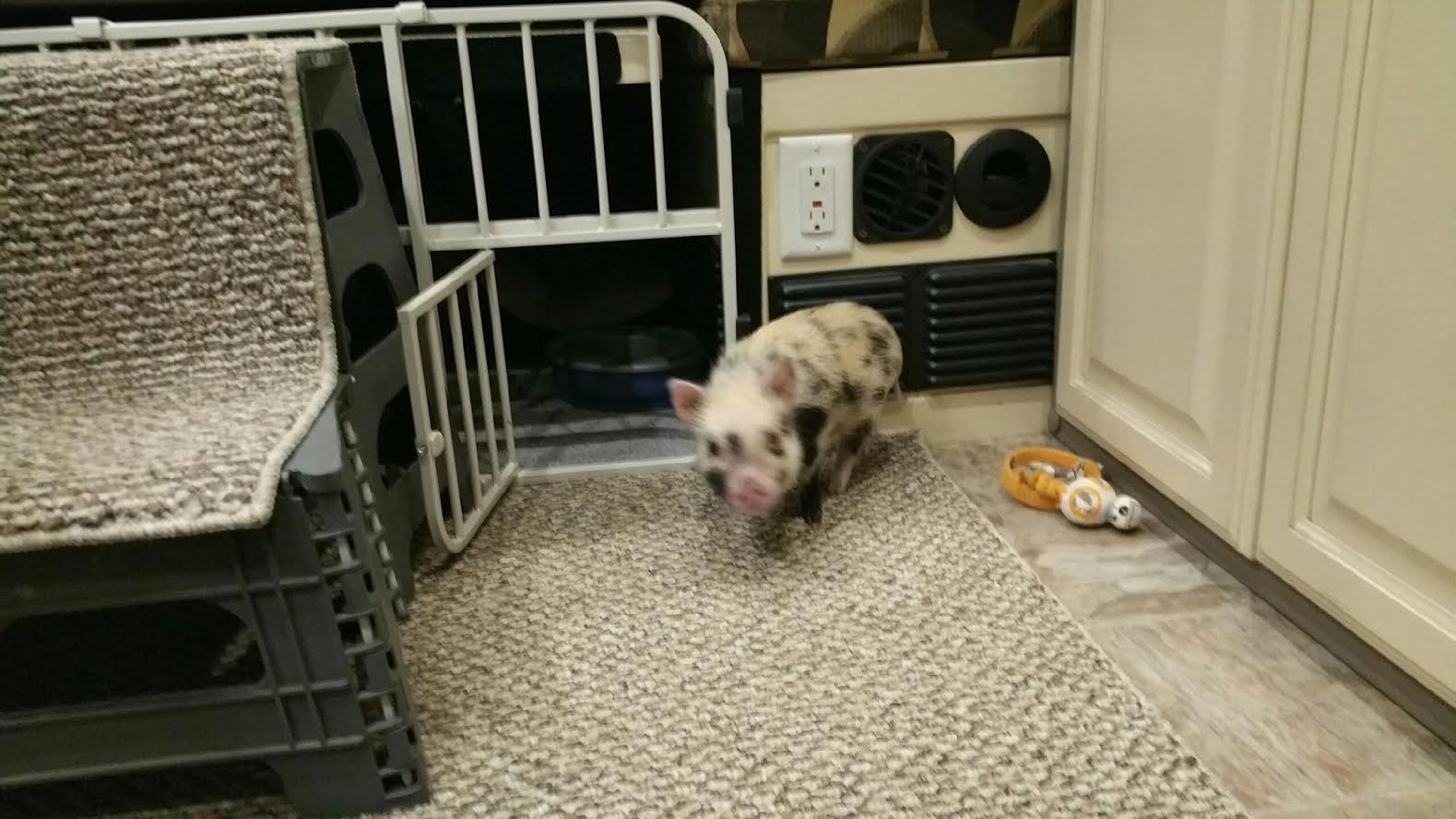 Mini & Micro Juliana Baby Pigs For Sale Mini Pocket Pigs