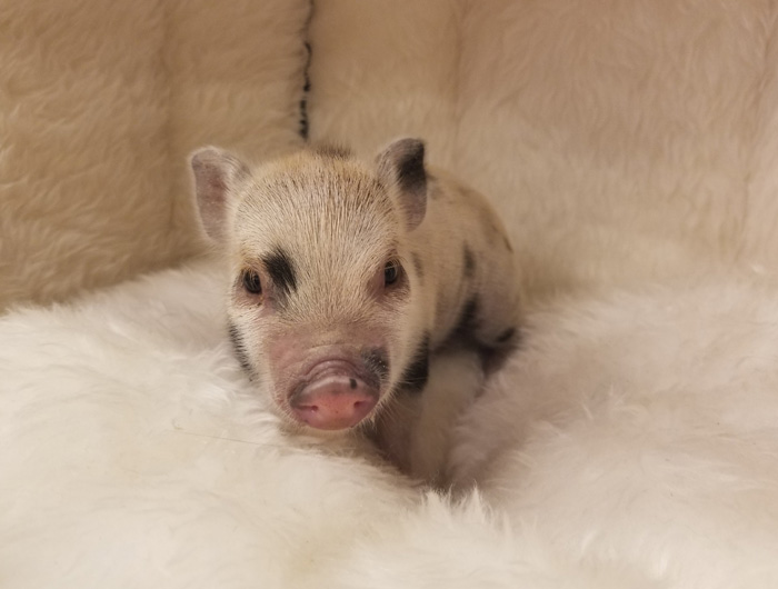 Mini & Micro Juliana Baby Pigs For Sale Mini Pocket Pigs