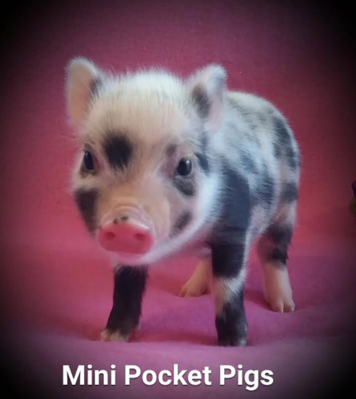 micro mini pig images clipart